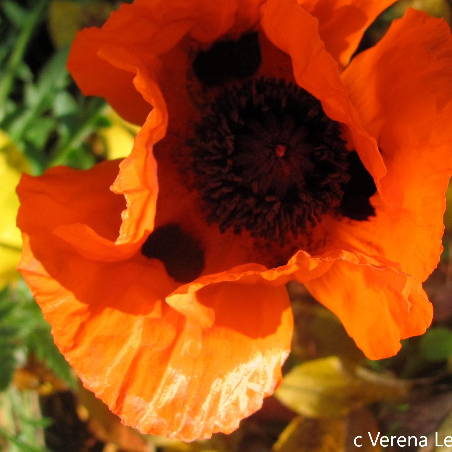 Mohn