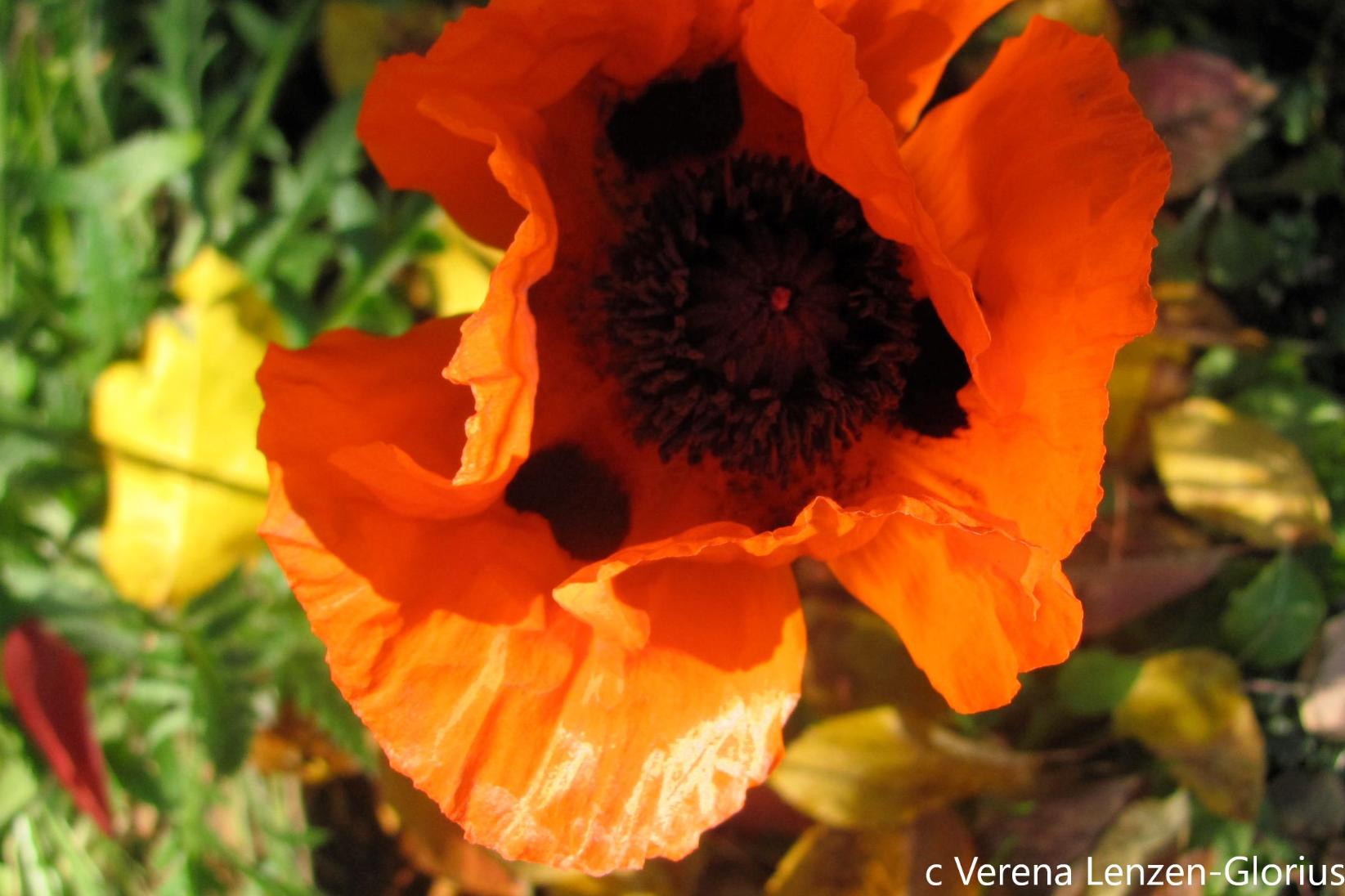 Mohn