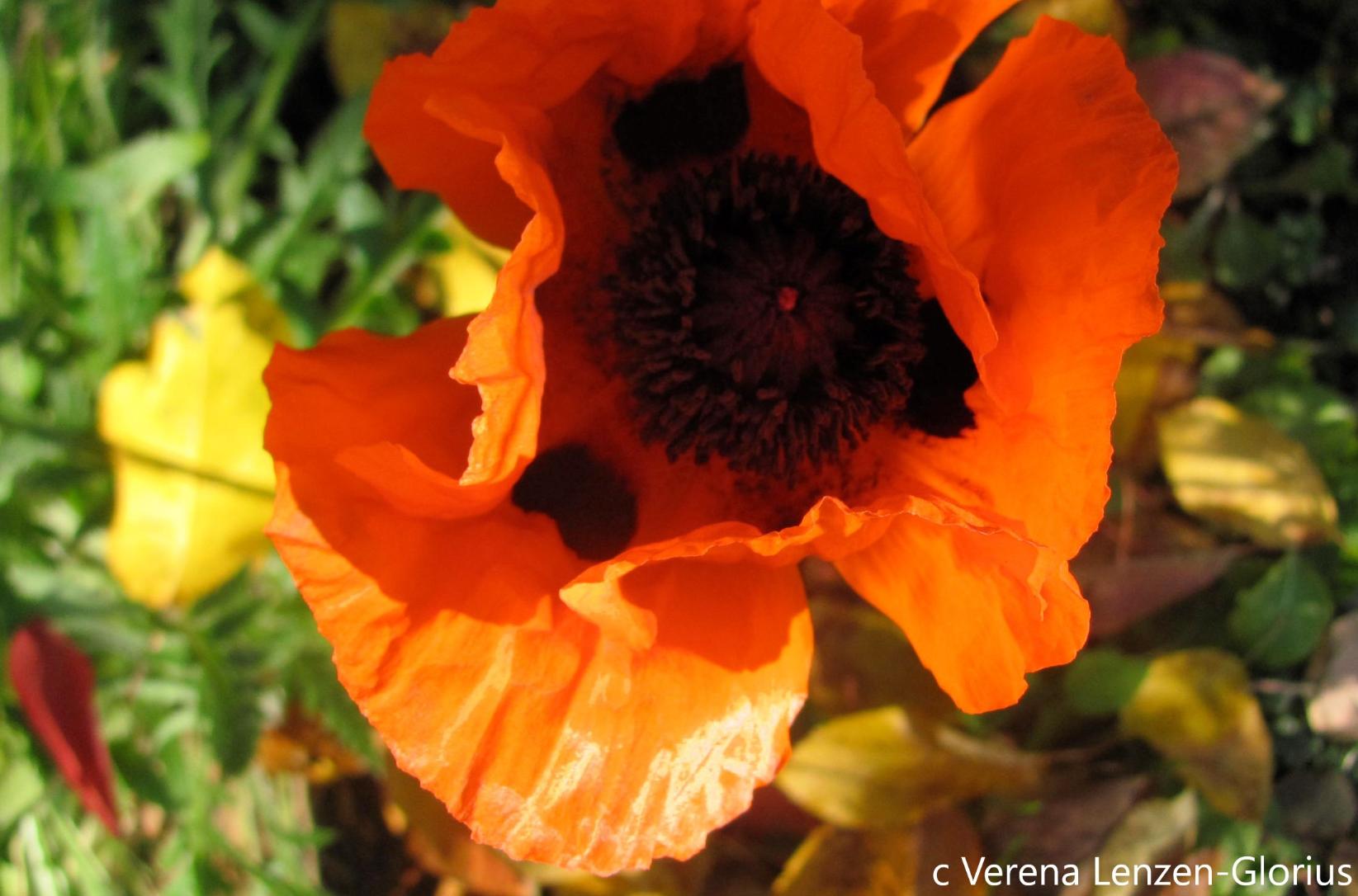 Mohn (c) Verene Lenzen-Glorius