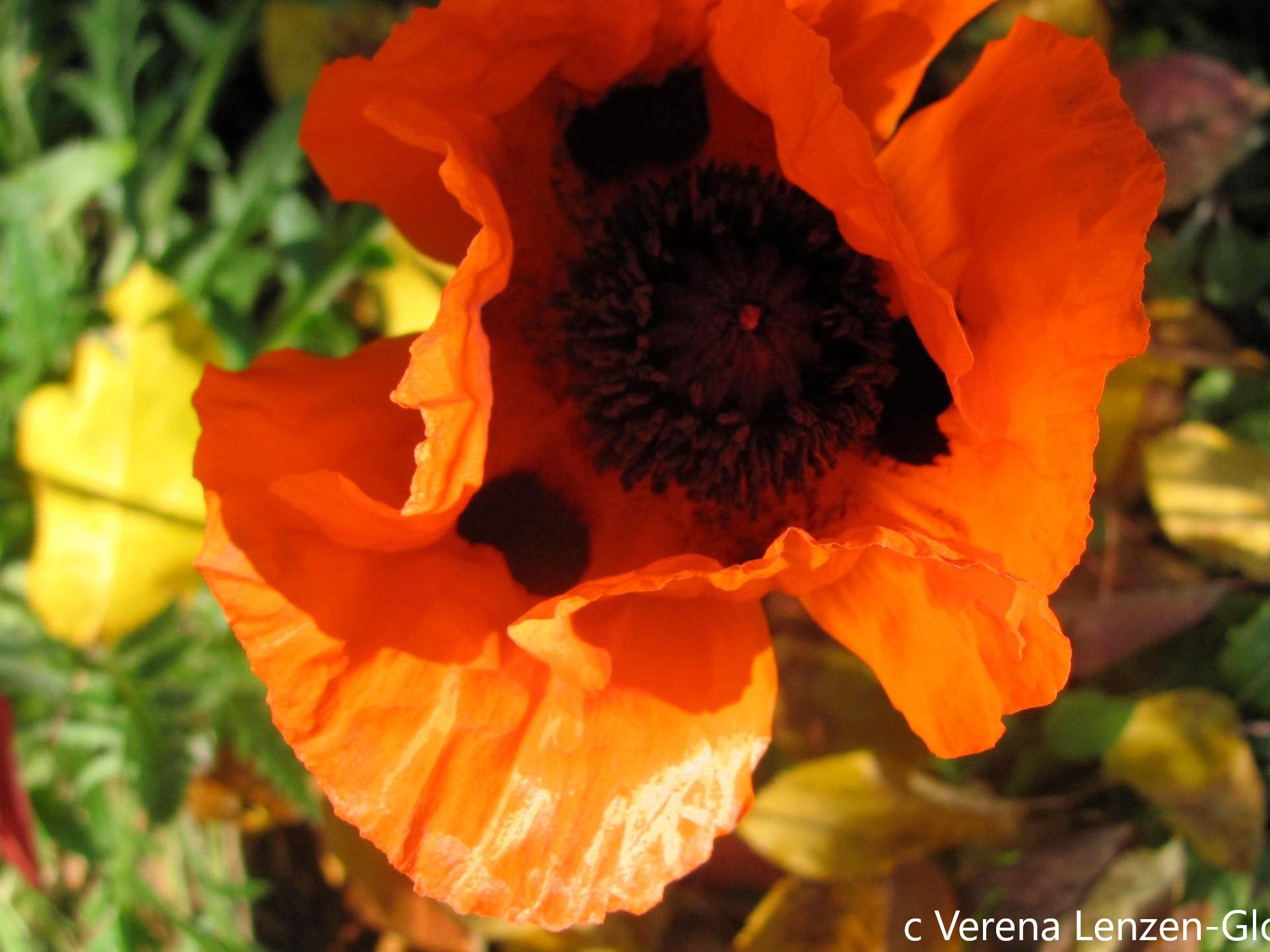 Mohn