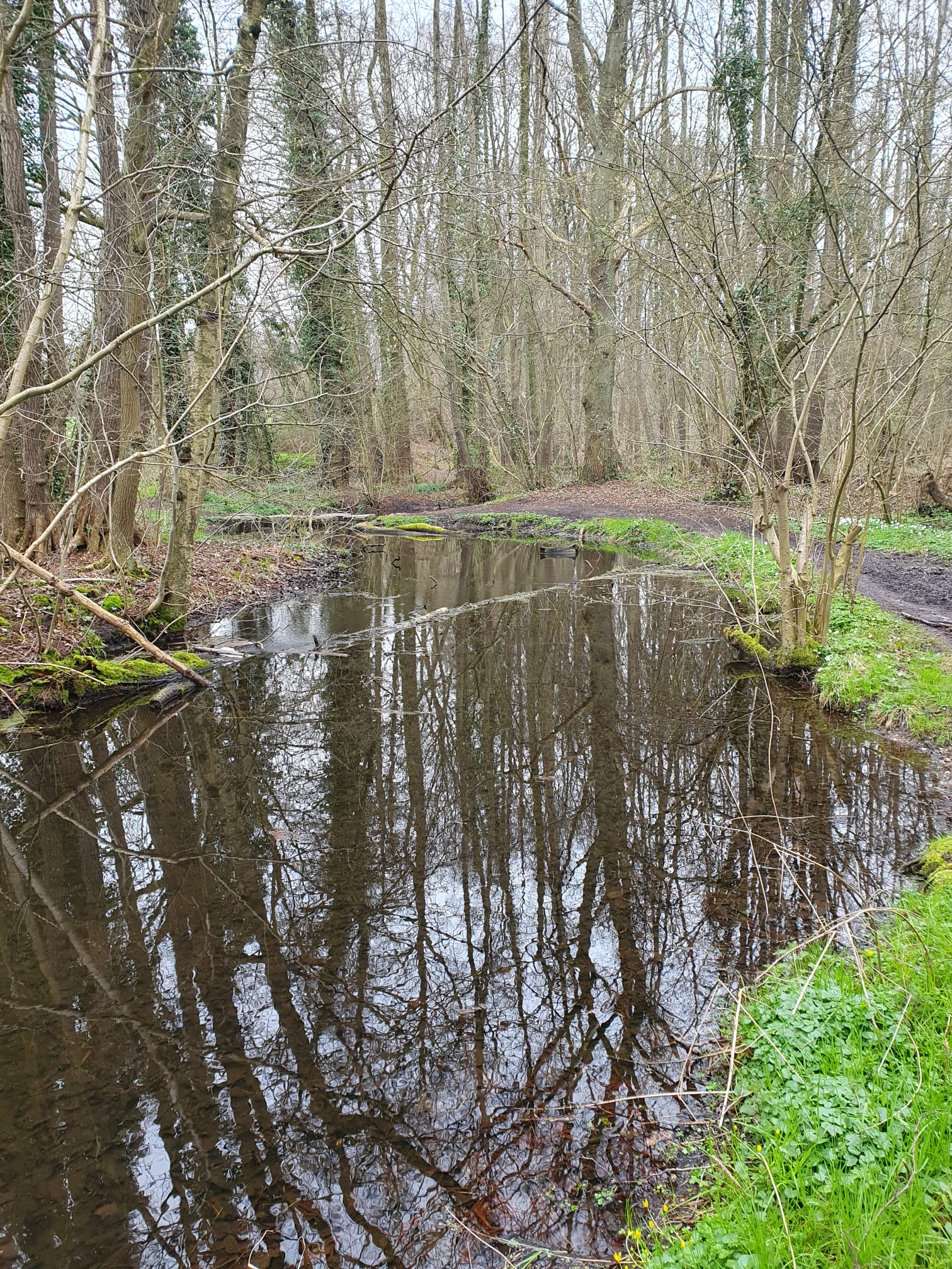 Waldweg